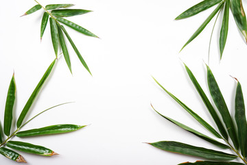 Obraz premium bamboo background with green leaves