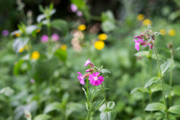 Spring flowers in the park in Brussels, Belgium