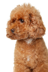 Portrait of a red toy Poodle