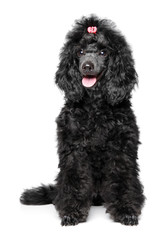 Black Poodle puppy on white background