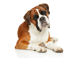 Boxer dog lying in front of white background