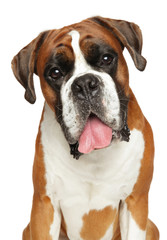 Boxer dog on white background