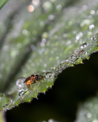 bug on a leaf