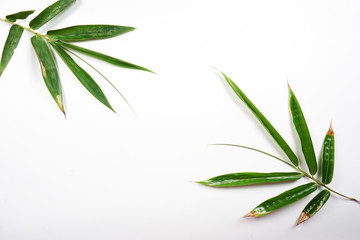olive branch with green leaves isolated on white background