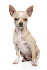 Young Chihuahua dog in front of white background