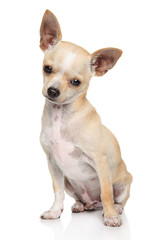 Chihuahua dog sitting on white background