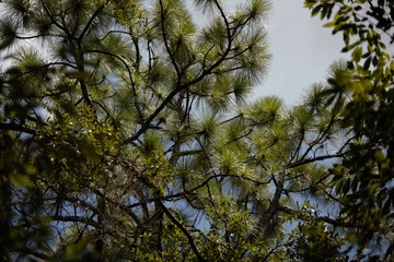 tree and blue sky