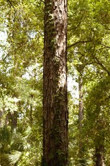 pine tree on green background