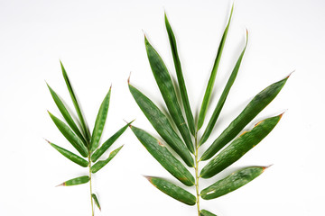 green leaves background 