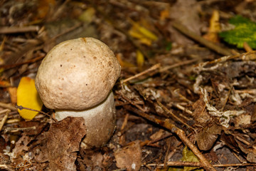 Edible mushroom in the forest