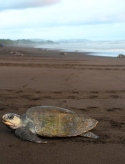 Turtle Laying Eggs 2