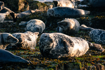 Group of seals bathing on the rocks