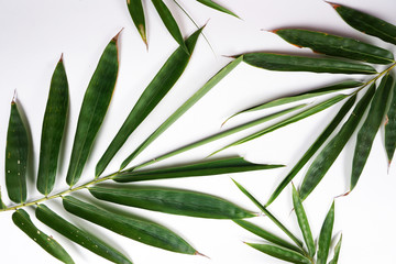 green leaf isolated on white background