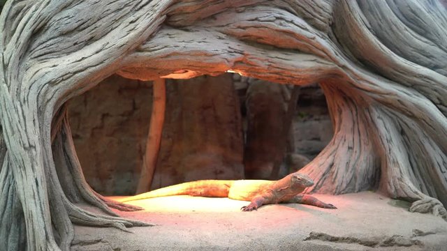 Komodo dragon (Varanus komodoensis), Komodo monitor under yellow light.