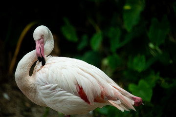 Closeup picturesque of adorable pink big birds Flamingos cleaning feathers with blur background, captivating wildlife animal scene from nature.