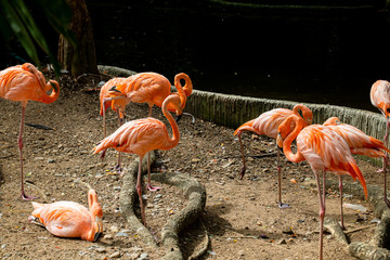 Beautiful colorful pink Flamingos enjoy sunlight on bright sunny day.