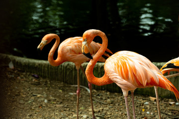 Beautiful colorful pink Flamingos enjoy sunlight on bright sunny day.