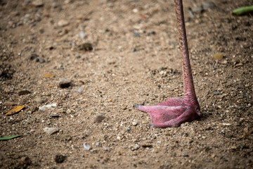 Closeup pink Flamingo leg on dirt ground.