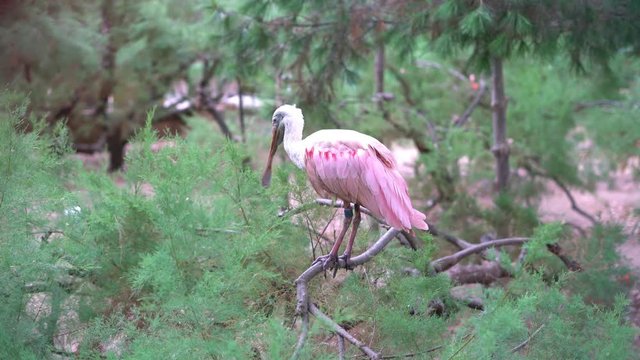 Roseate spoonbill (Platalea ajaja), gregarious wading bird of the ibis and spoonbill family, Threskiornithidae