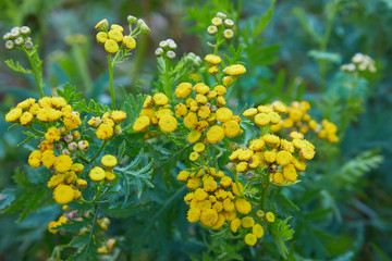 Yellow tansy flowers (Tanacetum vulgare, common tansy, bitter button, cow bitter, or golden buttons) in the green summer meadow. Wildflowers.