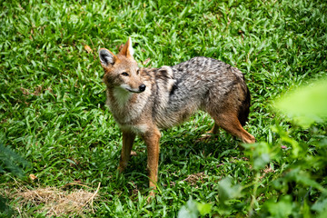 Naklejka na ściany i meble Closeup lonely wild Coyote looking at camera standing on green grass 