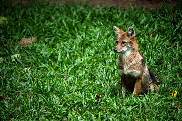 Beautiful lonely wild Coyote sitting on green nature grass background.