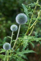 Inflorescences and stems of southern globethistle (Echinops ritro) in July,  growing in the wild, member of the Aster family