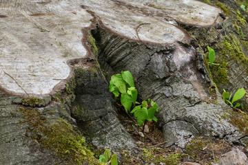 Austrieb eines Ahornbaumes in einem gefällten Baumstumpf, Acer
