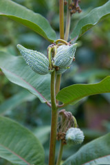 Swamp Milkweed Wildflower (Asclepias incarnata,  Asclepias speciosa). Close-up on the fruits (follicles aka pods) of the common milkweed in the summer garden