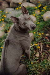 two Thai Ridgeback dog playing on the grass, outdoor