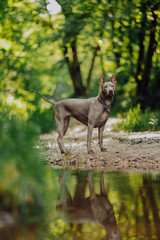 two Thai Ridgeback dog playing on the grass, outdoor watterfall