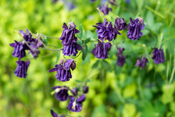 Spring flowers in the park in Brussels, Belgium