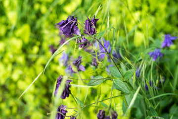 Spring flowers in the park in Brussels, Belgium