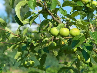 Young green apples ripening on a tree branch. blurred background