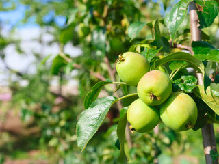 Closeup, of four juicy green apples on an apple tree branch, in the sunlight. blurred background