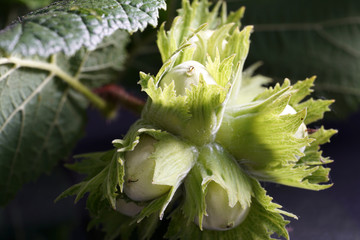 hazelnuts still need a few weeks to eat