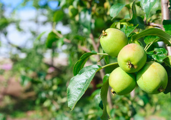 Closeup of four juicy green apples in the sunlight. blurred background