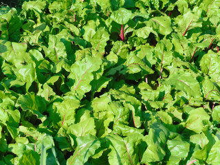 Fototapeta premium Beet, green leaves growing in the garden, background, young vegetables. Household