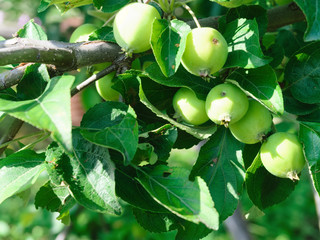 Group, green juicy apples, sunlit, on the branch in the garden. Summer season, sweet, orchard, harvest, outdoors. closeup