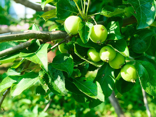 Group, green juicy apples, sunlit, on the branch in the garden. Summer season, sweet, orchard, harvest, outdoors