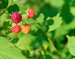 Four ripening raspberry berries, on a twig, lit by sunlight