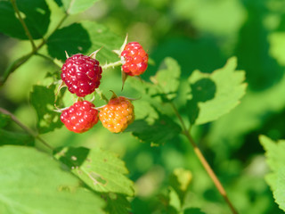 Twig of raspberry. Four small berries on raspberry branch