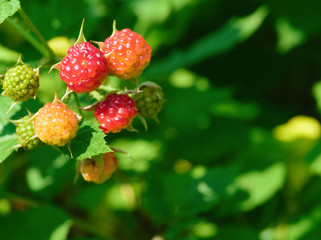 Ripening red raspberry berries on a branch in the garden. Blurred background. Closeup.