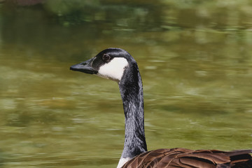 Porträt einer Kanadagans,  Branta canadensis