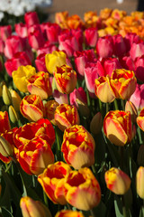 Red, Orange and Pink Tulips