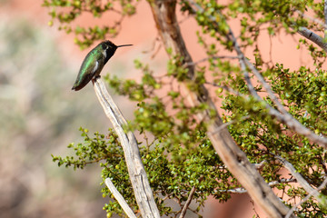 Hummingbird in desert