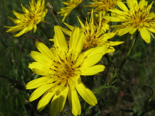 yellow flowers in the garden