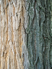 tree bark close up - texture, gradient: from beige to dark green