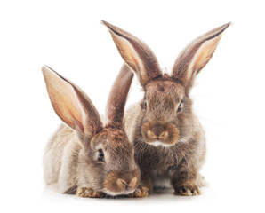 Two little rabbits.