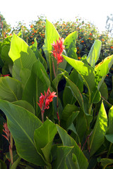 canna indica or african arrowroot or indian shot plant in bloom in ornamental garden in germany,...